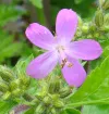 geranium-canariense